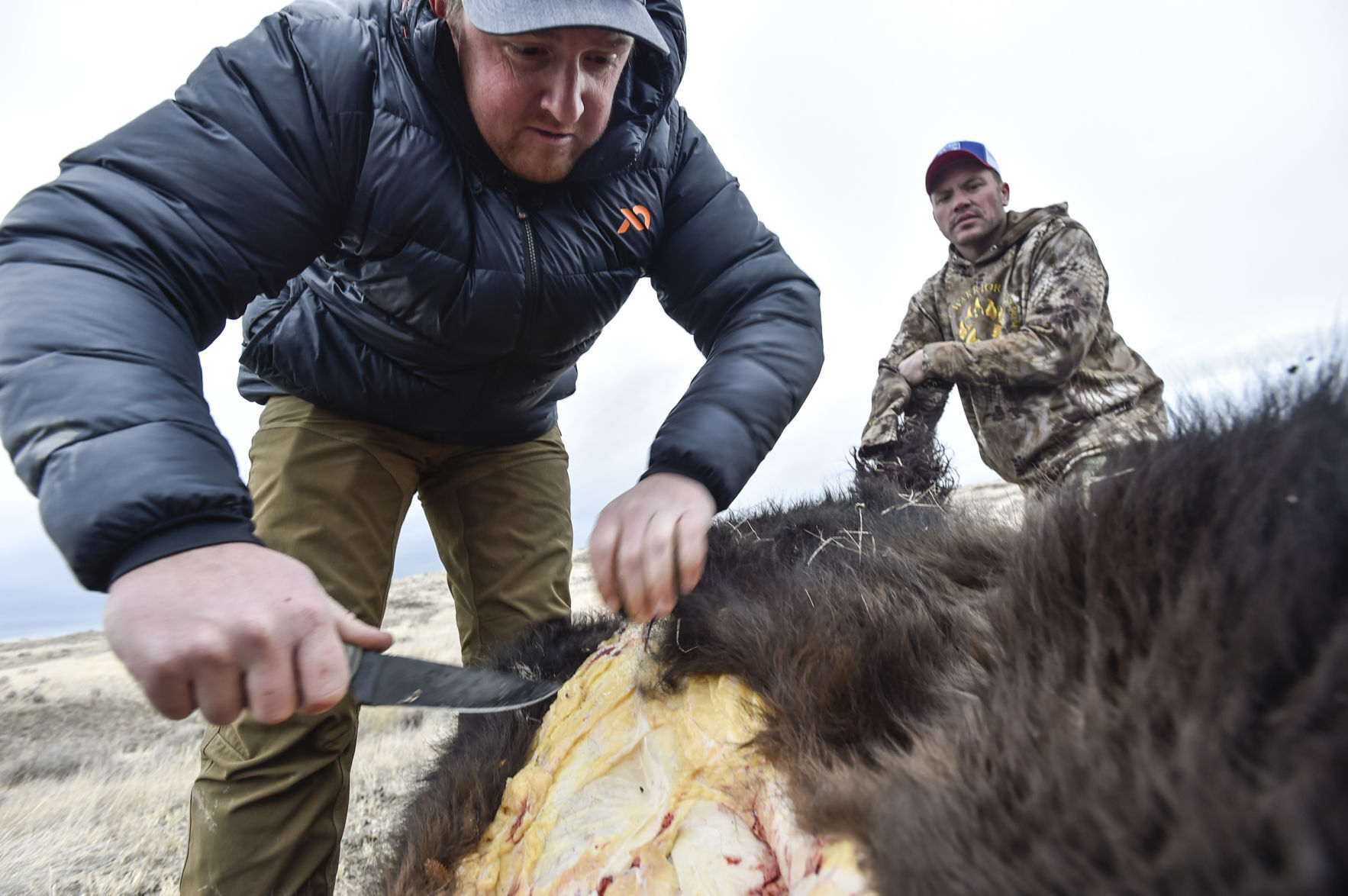 APR Bison Harvest